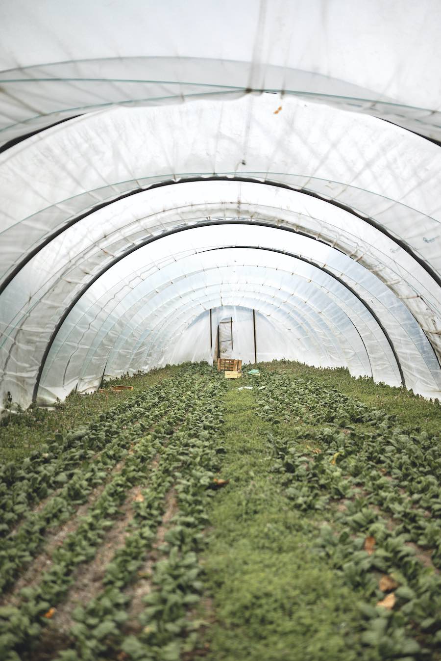 Le Jardin de Marthe, ferme biologique à Strasbourg-Robertsau. Photo : Jésus s. Baptista