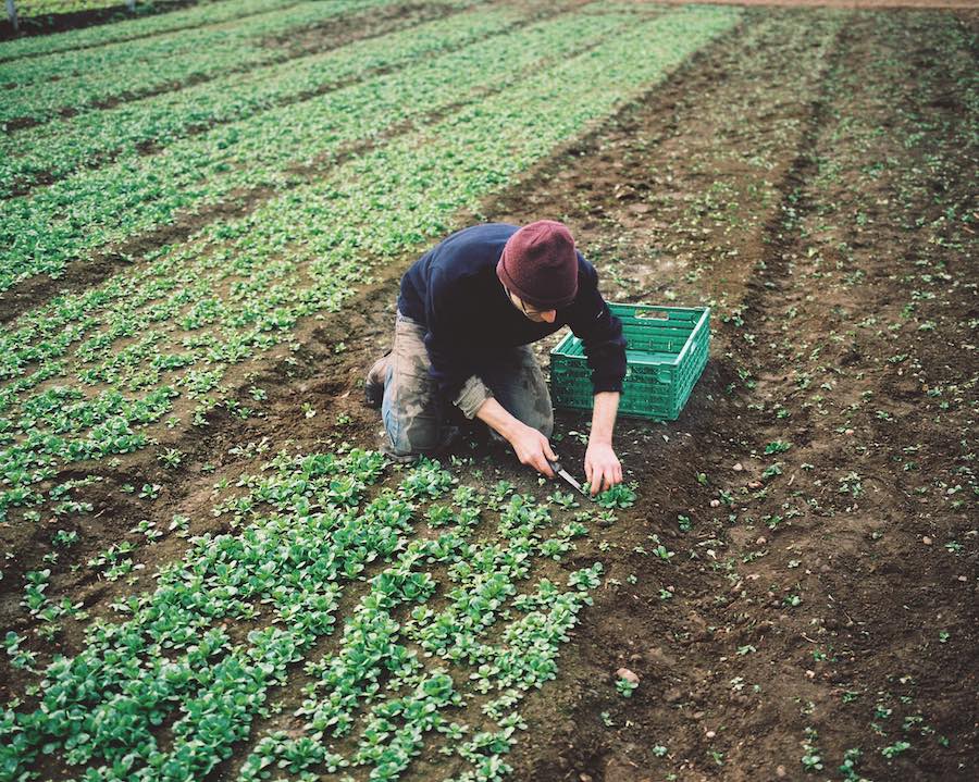 Ilot de la meinau, plantation © Christophe Urbain