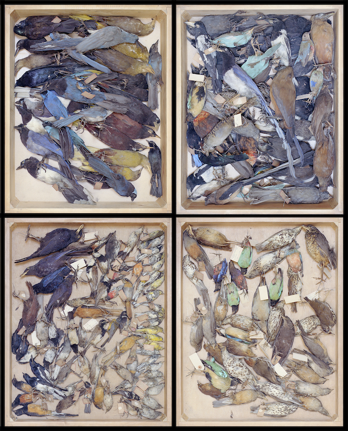 Vincent Chevillon, Lisières, Stimultania