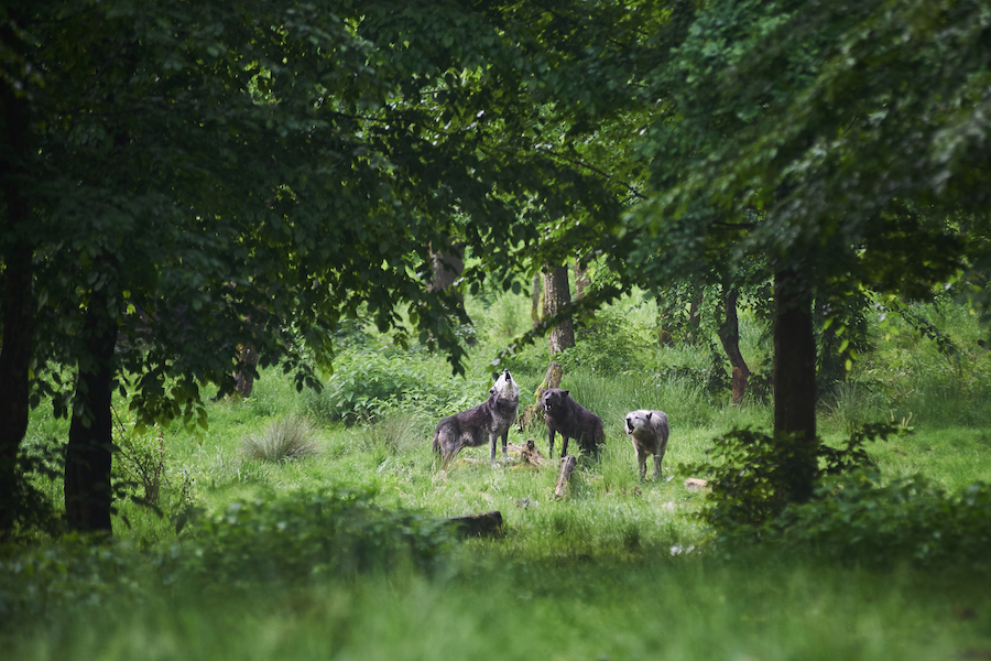 Loups Parc Sainte-Croix