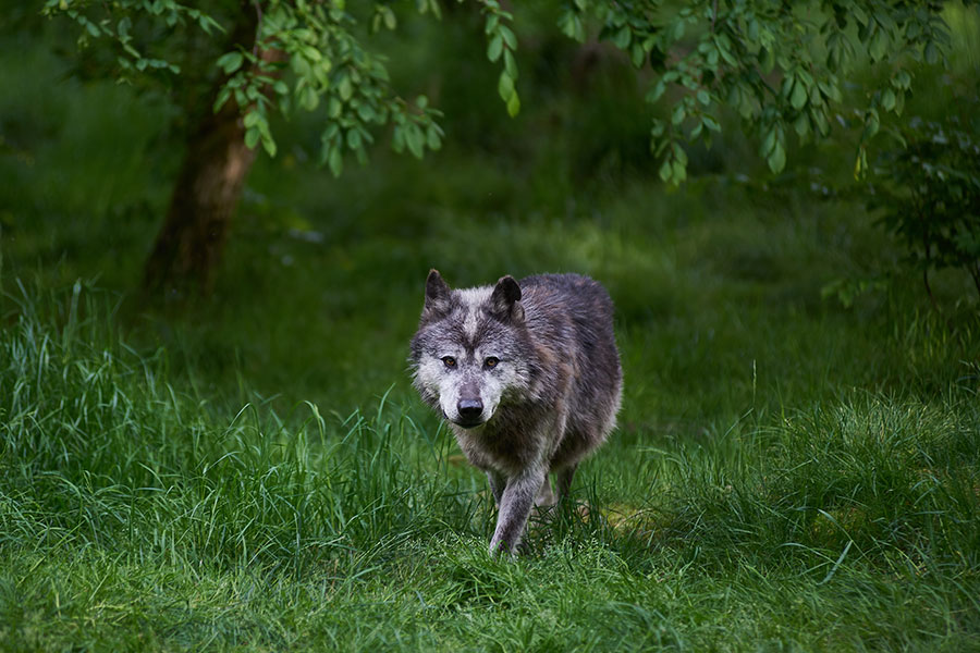 Un loup noir de l’Ouest canadien du parc animalier de Sainte-Croix.