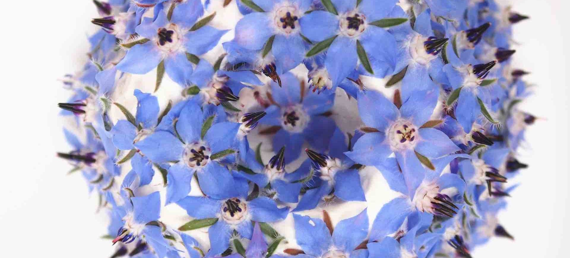 Coolglof, Chèvre-fleurs de bourrache, extrait du livre 100 Cooglofs, éditions Kéribus ©Sonia Verguet
