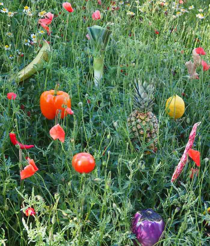 Coquelicot et ananas. ©Sonia Verguet