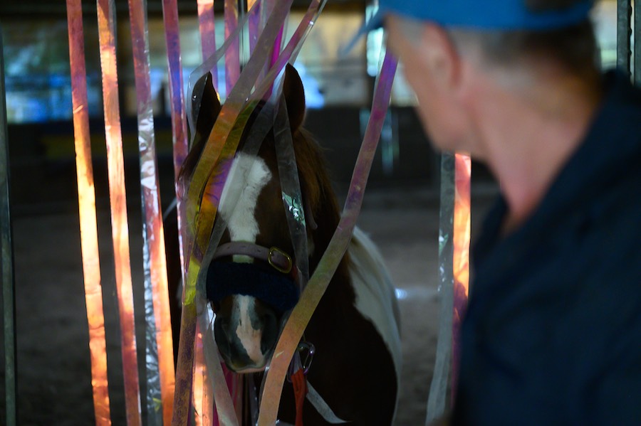 Johan Hofmans regarde un cheval © Christoph De Barry