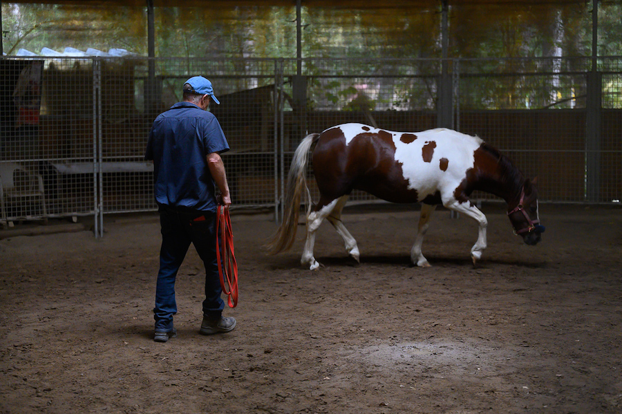 Johan Hofmans fait une séance de "join-up" avec le cheval Jalna