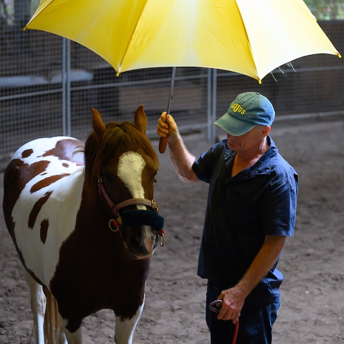 Passer sous un parapluie peut être très effrayant pour un cheval. À l’aide de quelques objets, il habitue la jument à ces différents contacts.